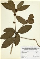 藏品(桂花)的圖片